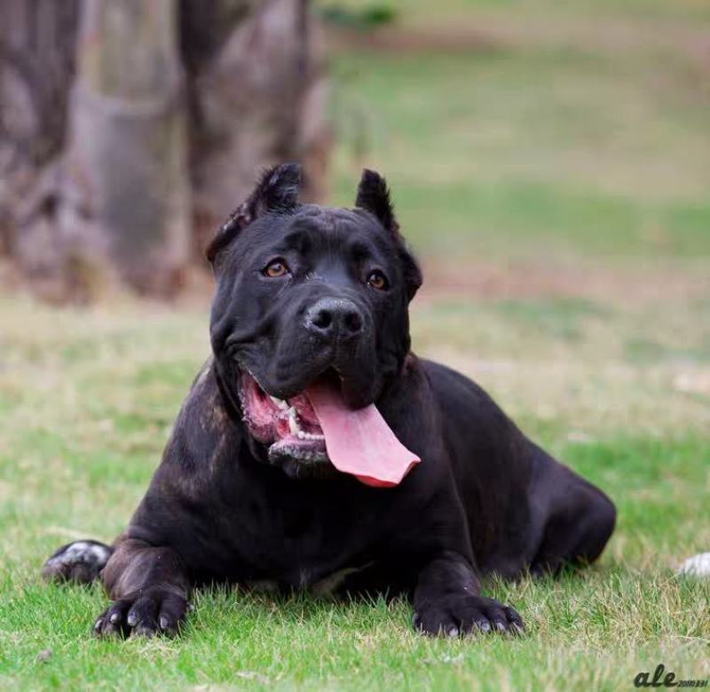 纯种卡斯罗犬活体大型狗巨型成年狗护卫意大利幼崽纯黑看家护