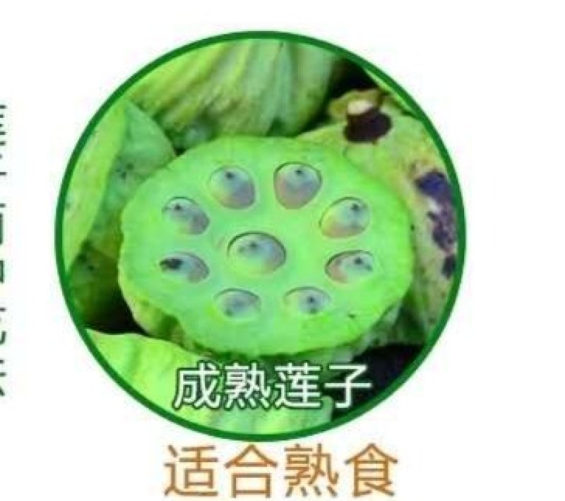 江西新鲜莲子成熟莲子新鲜草莲大粒茶色莲子