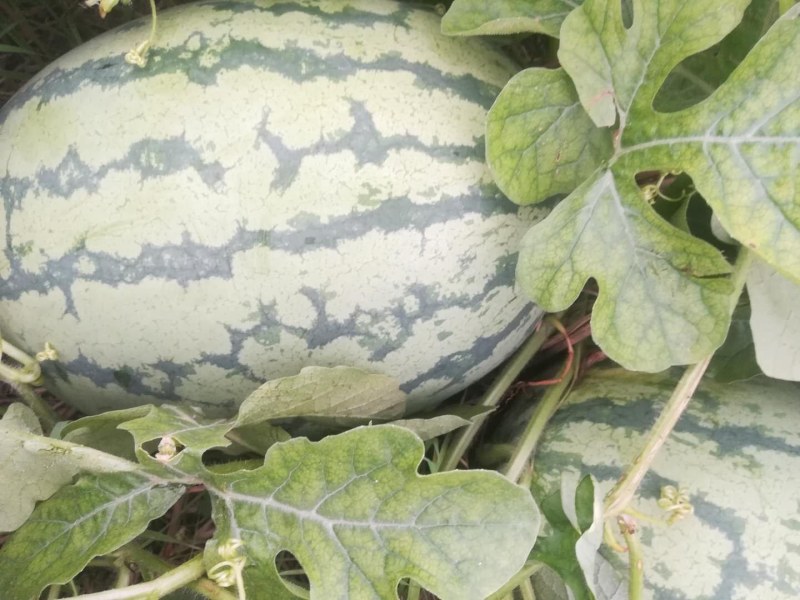 【精品】湖北金城5号西瓜大量上市，产区直发，口感好价格优