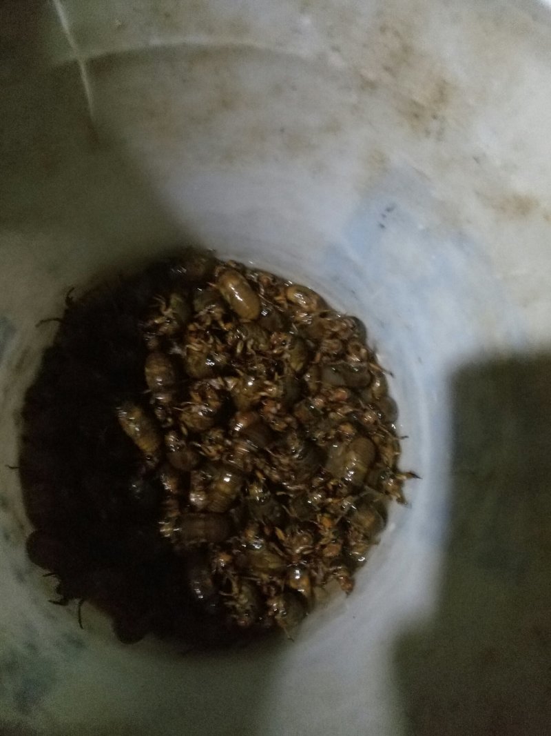 金蝉，知了猴，爬叉，姐了龟大量上市。金蝉