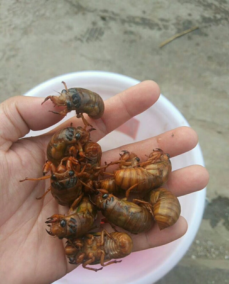 金蝉，知了猴，爬叉，姐了龟大量上市。金蝉