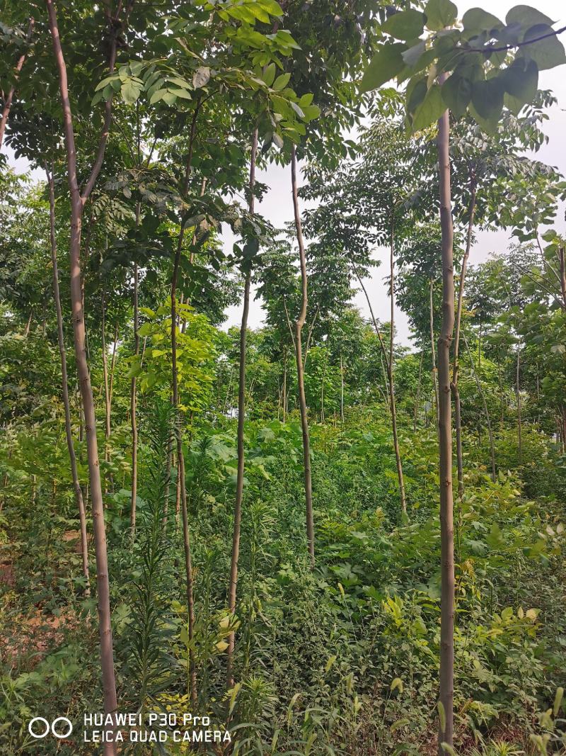 栾树