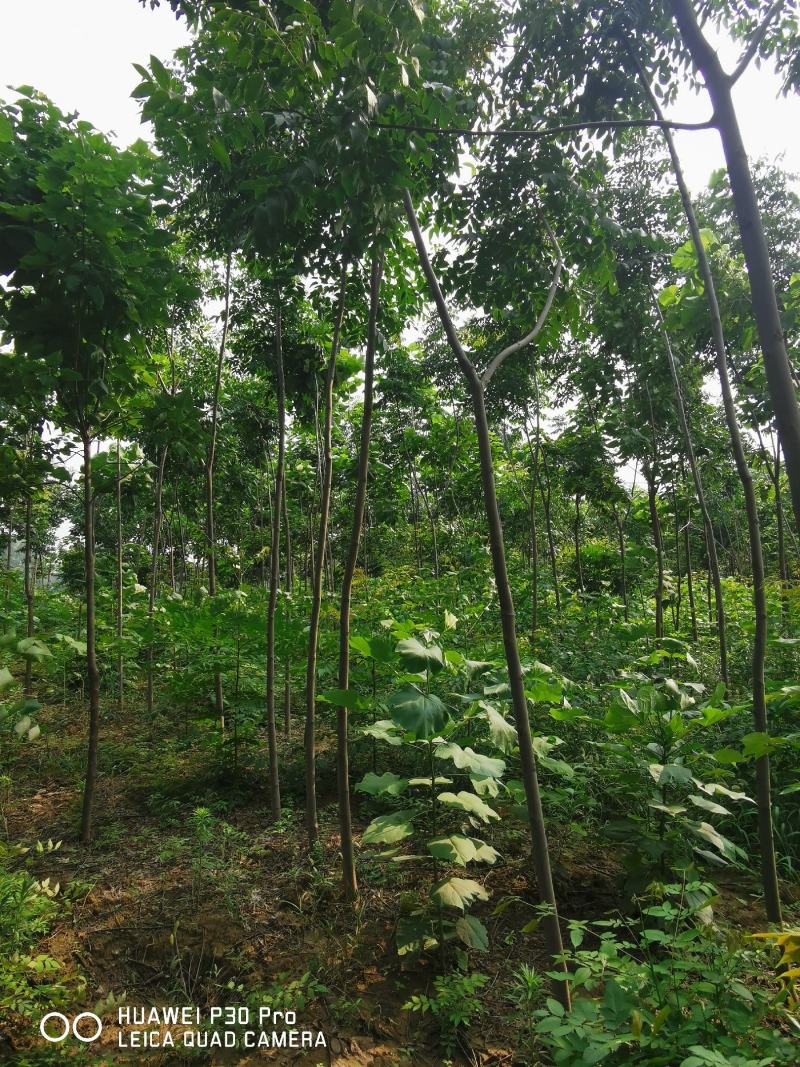栾树