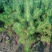 黑松四年苗高180-300厘米，地径3-8，1000棵起