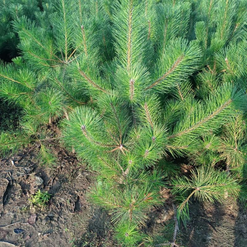 黑松四年苗高180-300厘米，地径3-8，1000棵起