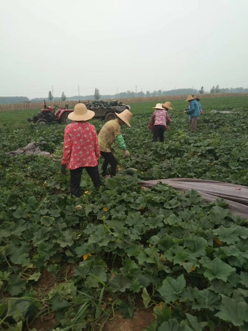 河南陆地冬瓜已经陆续大量上市质量不错求合作