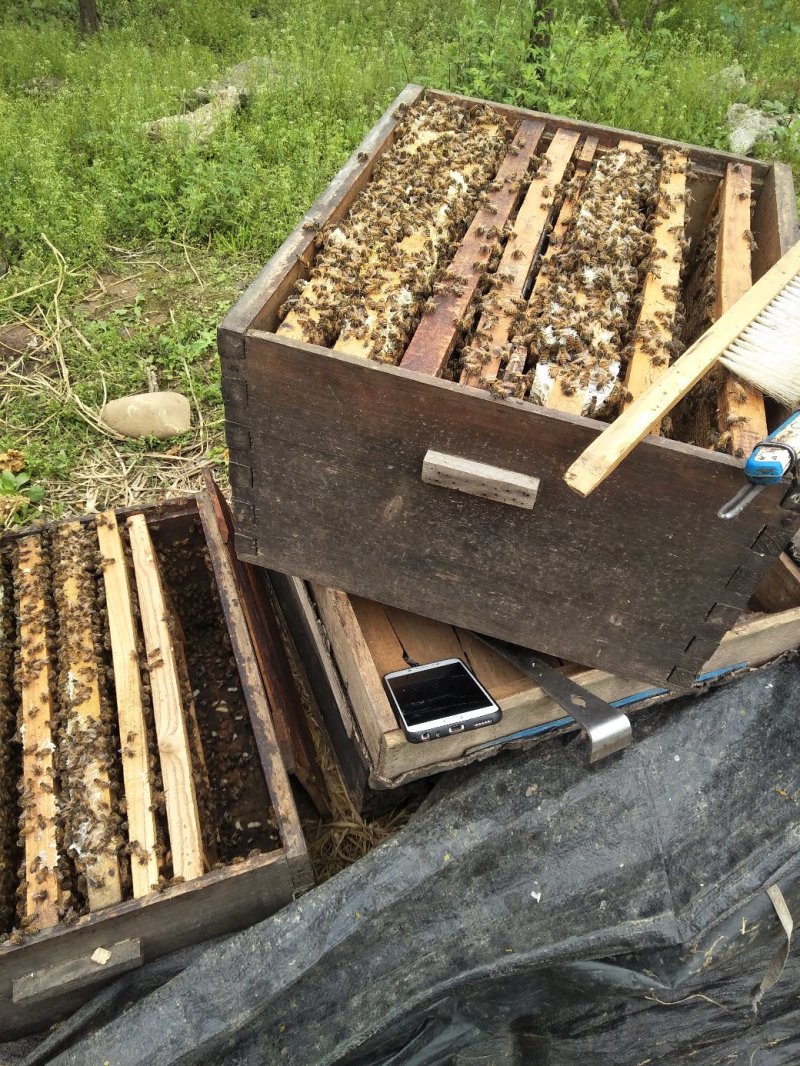 意大利蜜蜂，签收包活，喀意杂交系，蜜浆胶产量高适合定养！