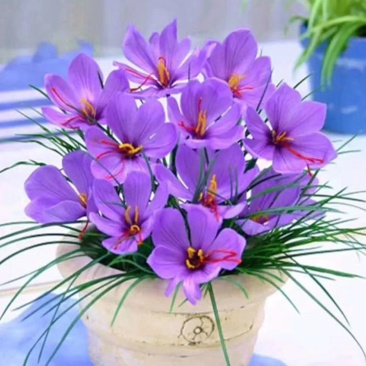 藏红花种球西红花种球藏红花种苗番红花种球
