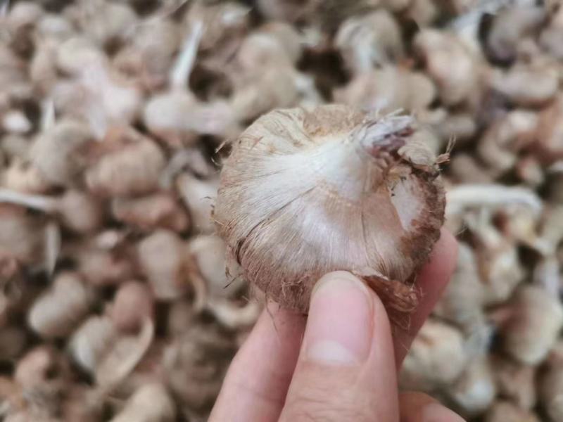 藏红花种球西红花种球藏红花种苗番红花种球