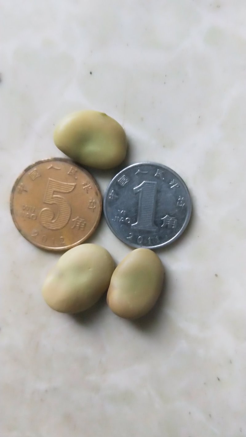 蚕豆，干蚕豆，今年新收的，炒煮炖煨都好吃的。