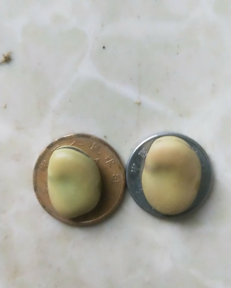 蚕豆，干蚕豆，今年新收的，炒煮炖煨都好吃的。