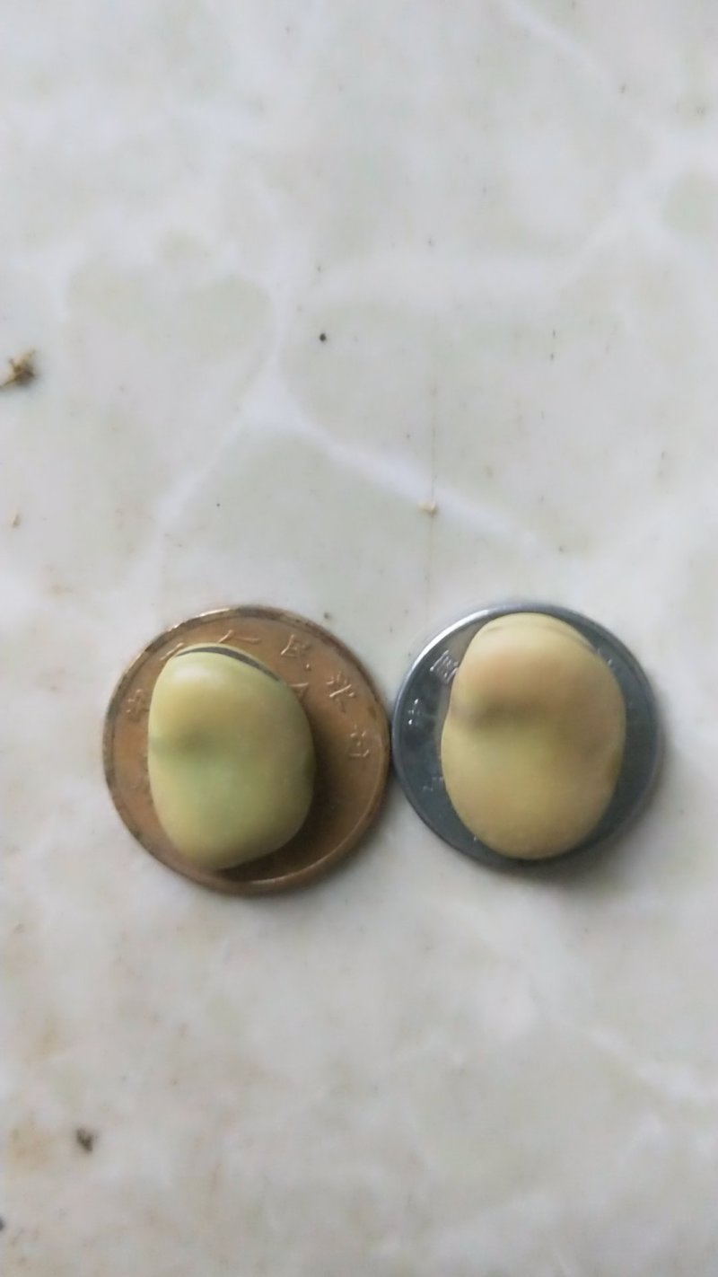 蚕豆，干蚕豆，今年新收的，炒煮炖煨都好吃的。