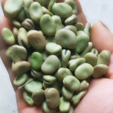 蚕豆，干蚕豆，今年新收的，炒煮炖煨都好吃的。