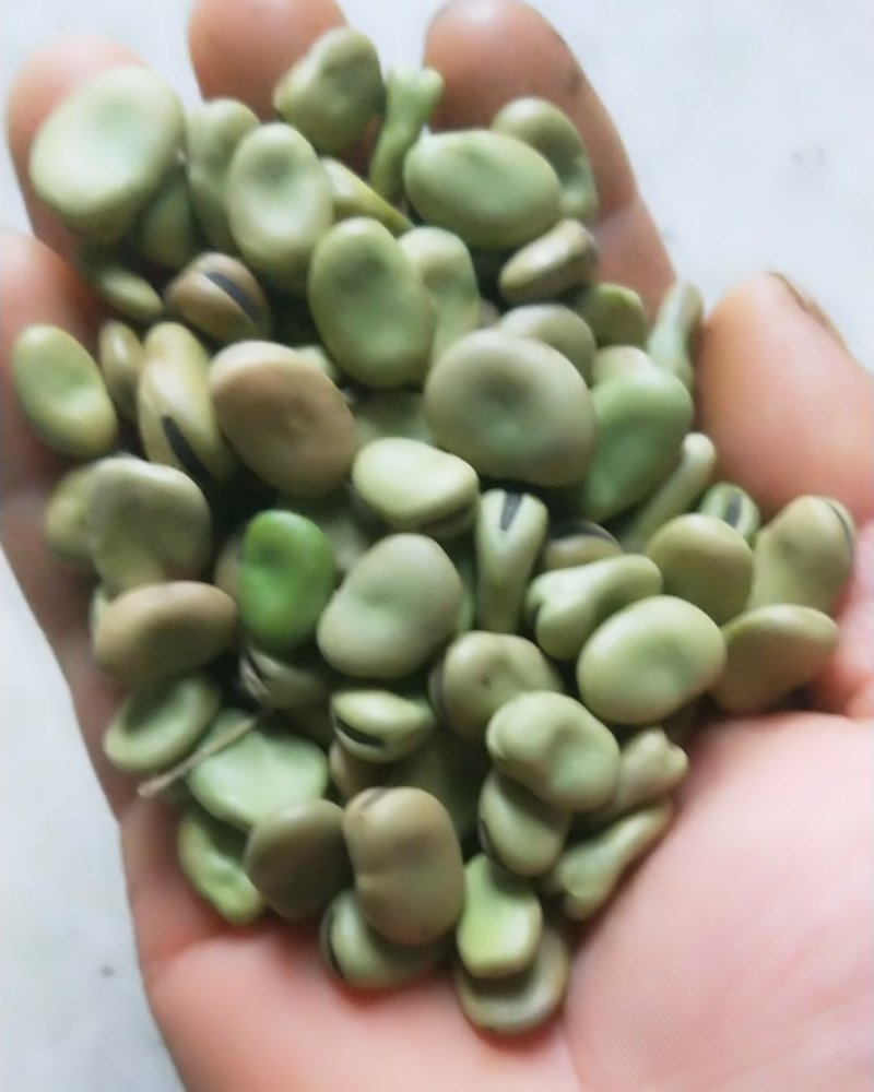 蚕豆，干蚕豆，今年新收的，炒煮炖煨都好吃的。