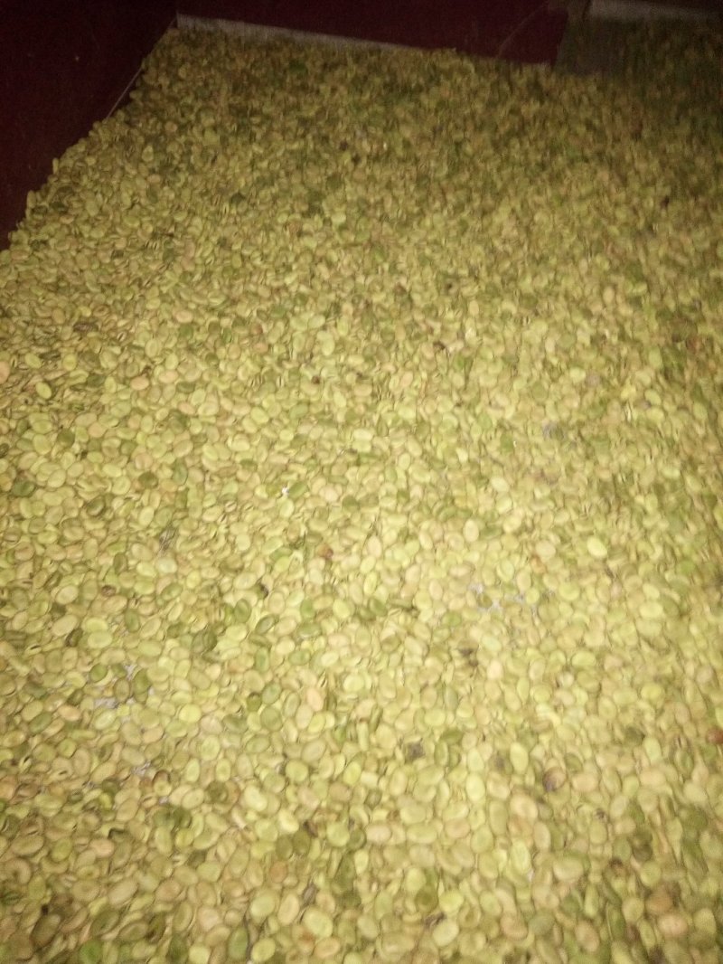 蚕豆，干蚕豆，今年新收的，炒煮炖煨都好吃的。