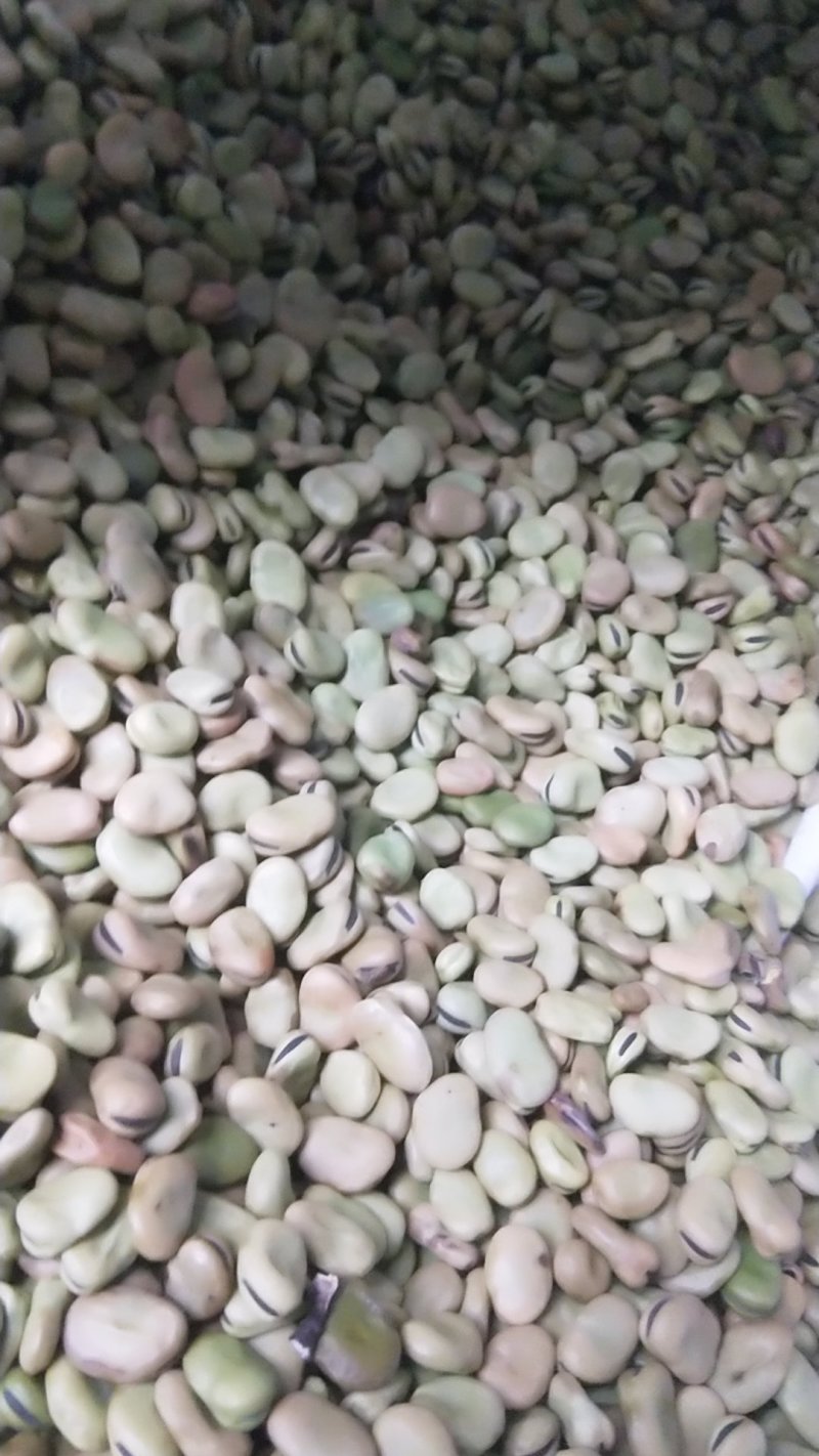 蚕豆，干蚕豆，今年新收的，炒煮炖煨都好吃的。