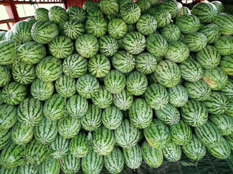 湖北西瓜，包甜包熟8分熟，基地直供，可接视频看货