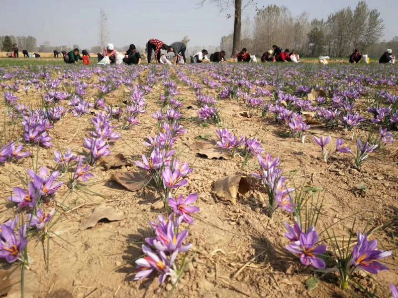 藏红花种球西红花种球藏红花种苗番红花种球