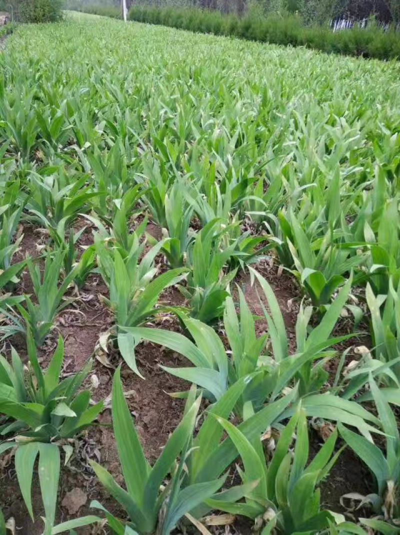 德国焉尾量大从优，现要现起