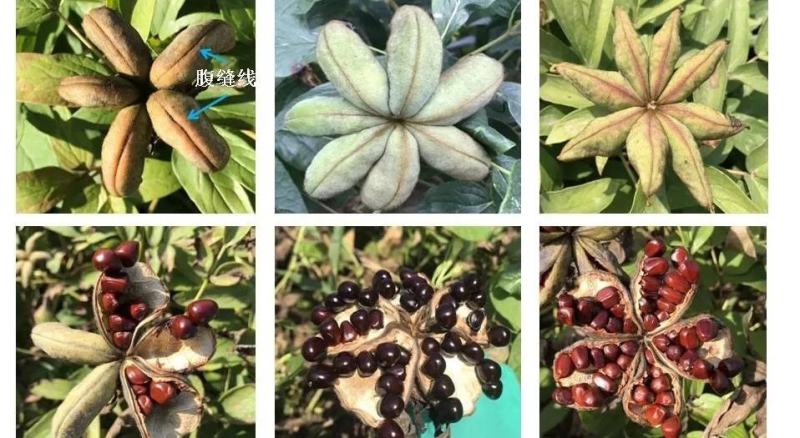 牡丹苗油用凤丹牡丹苗油用牡丹苗1-3年苗