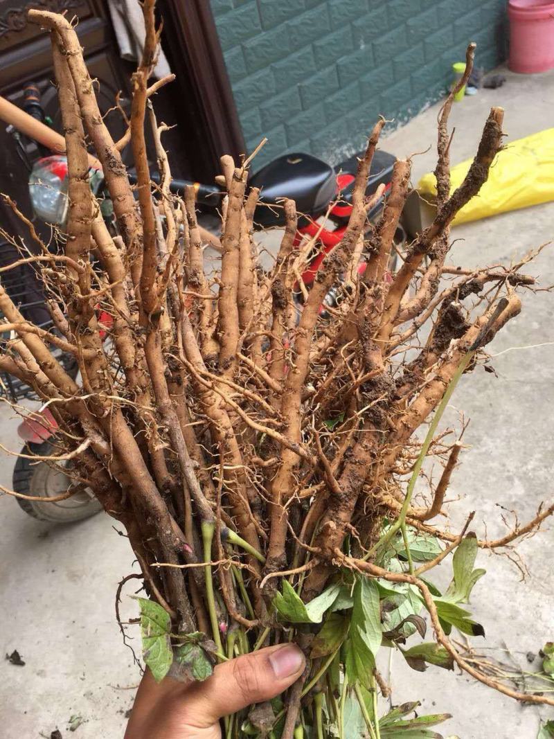 牡丹苗油用凤丹牡丹苗油用牡丹苗1-3年苗