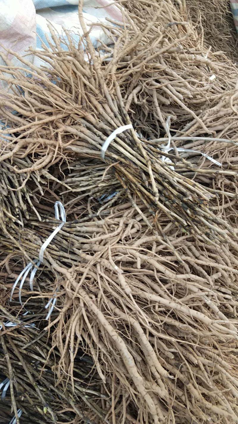 牡丹苗油用凤丹牡丹苗油用牡丹苗1-3年苗