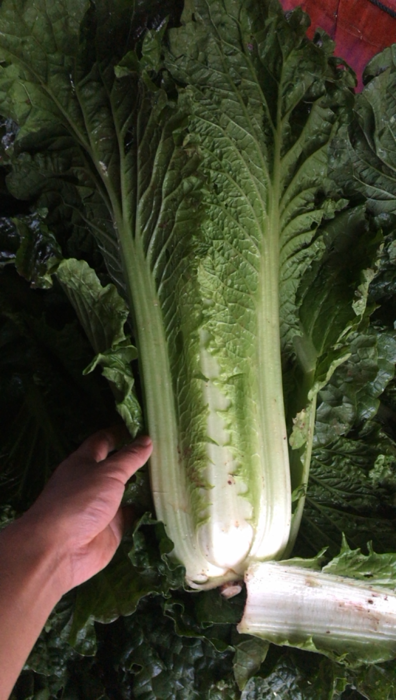 大白菜麻叶青大白菜出售
