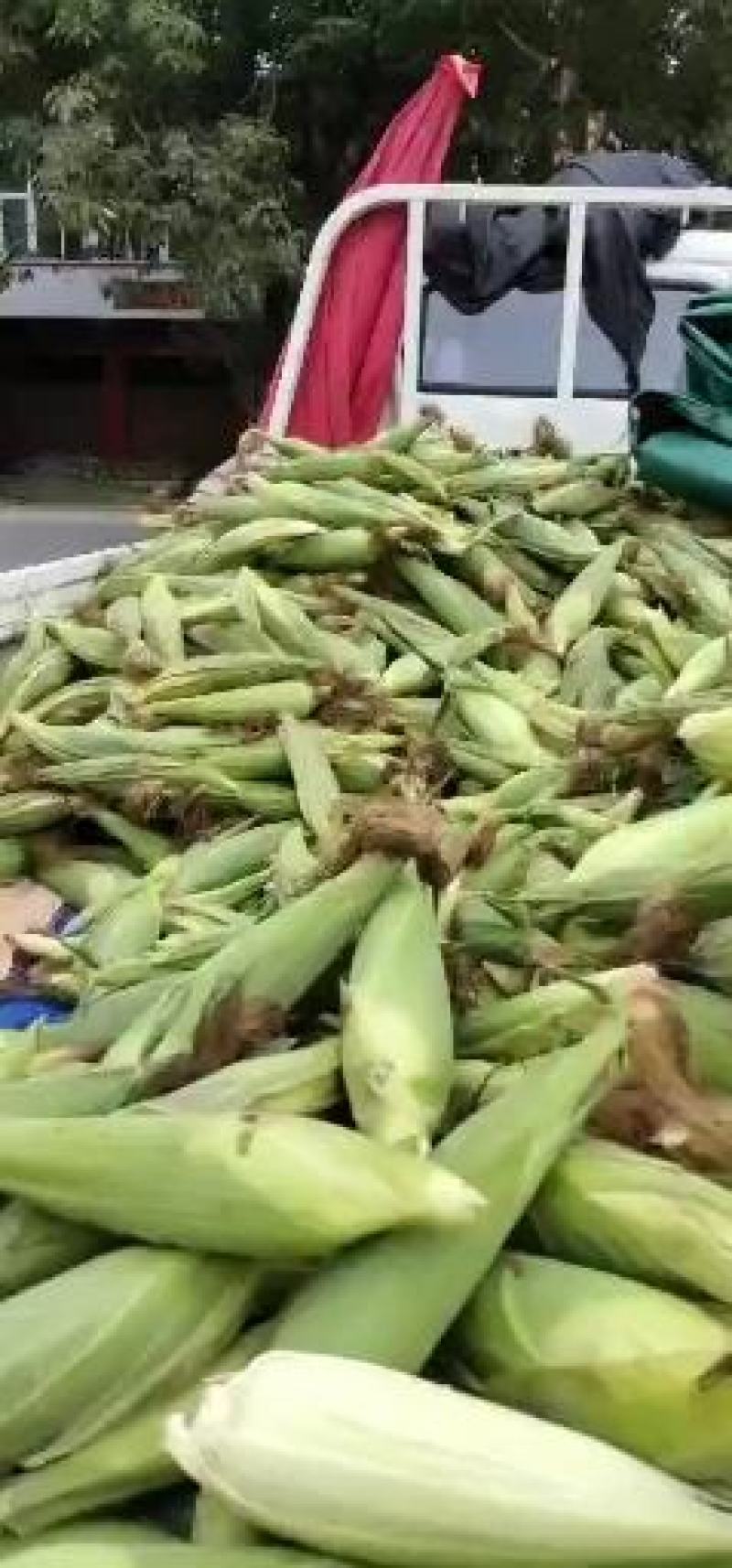 甜玉米糯玉米玉米棒产地直销，个头大，无虫眼。