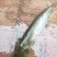 成鱼黄口黄牙无油淡水八须大口鲢鱼货源订充足垂钓及佳