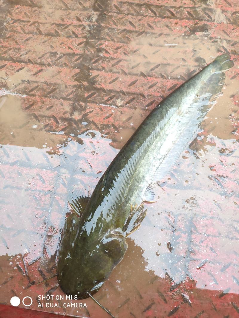 成鱼黄口黄牙无油淡水八须大口鲢鱼货源订充足垂钓及佳