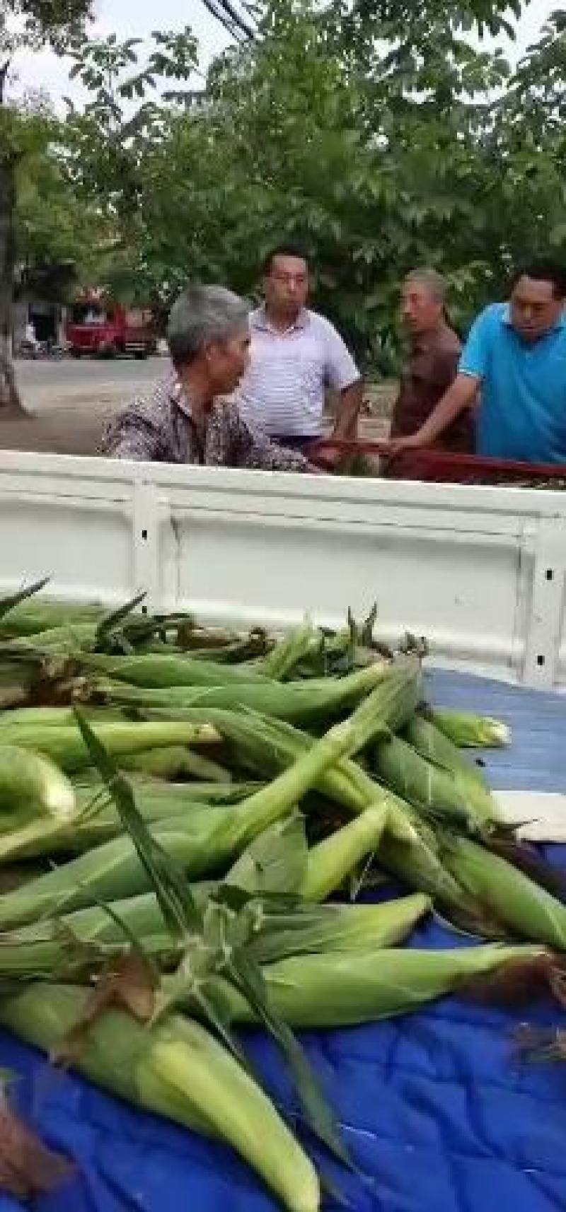 甜玉米糯玉米玉米棒产地直销，个头大，无虫眼。