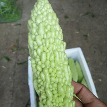 苦瓜白玉苦瓜浏阳特有的精品白玉苦瓜口感清纯