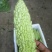 苦瓜白玉苦瓜浏阳特有的精品白玉苦瓜口感清纯
