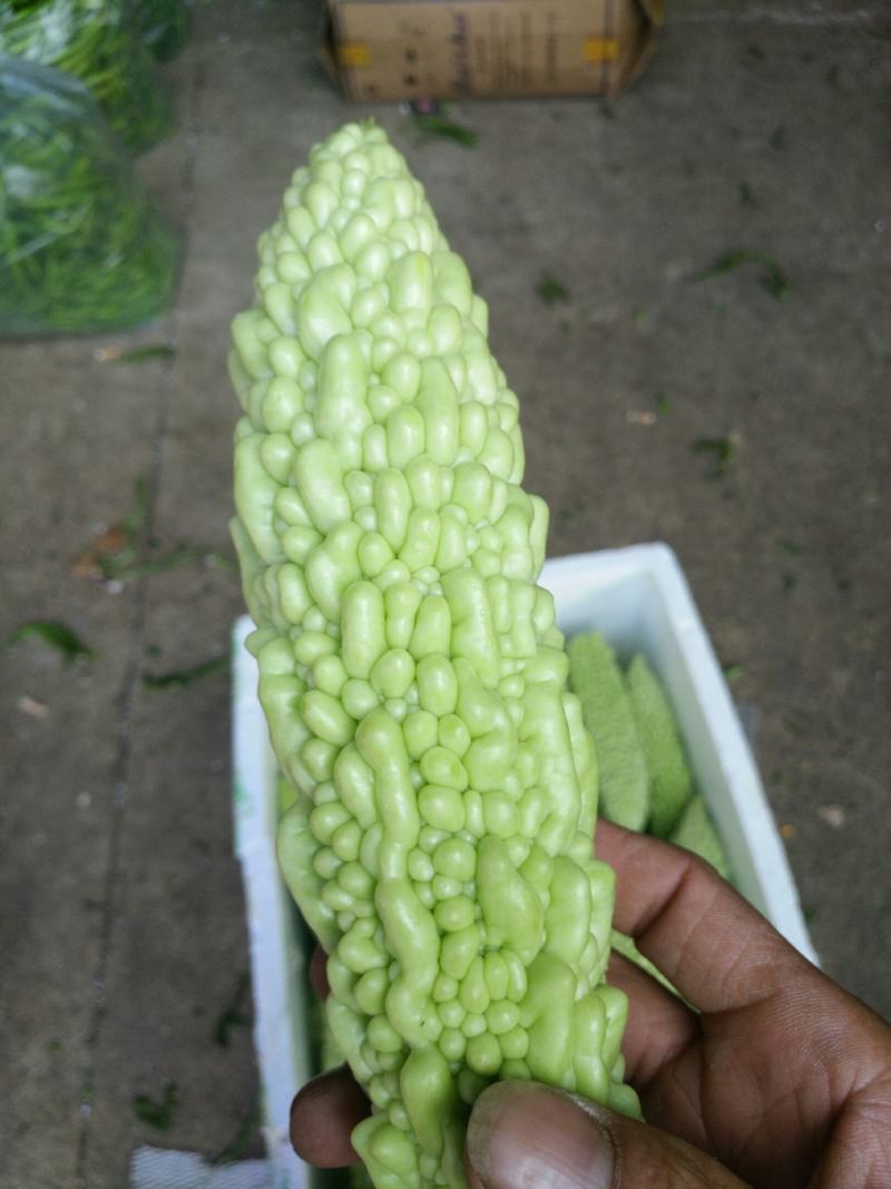 苦瓜白玉苦瓜浏阳特有的精品白玉苦瓜口感清纯
