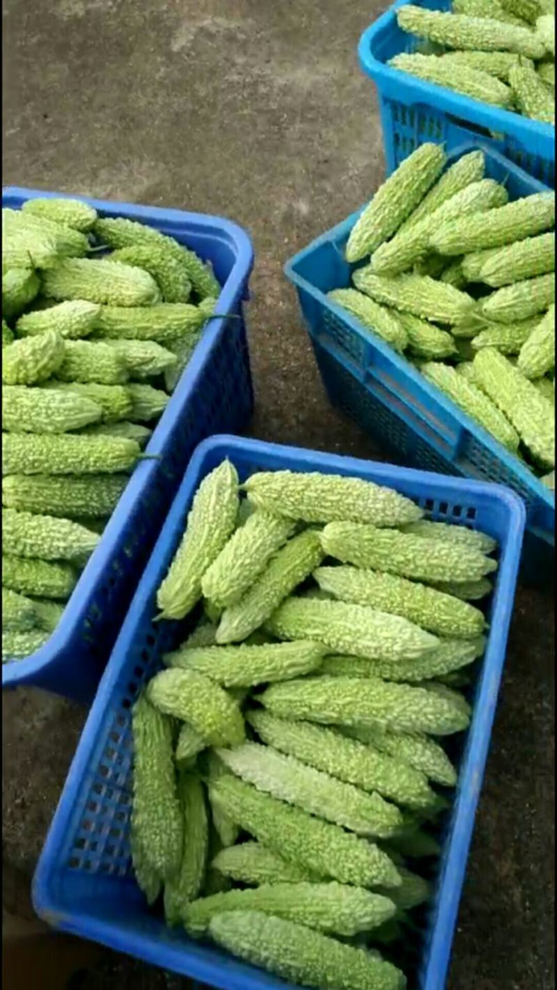 苦瓜白玉苦瓜浏阳特有的精品白玉苦瓜口感清纯