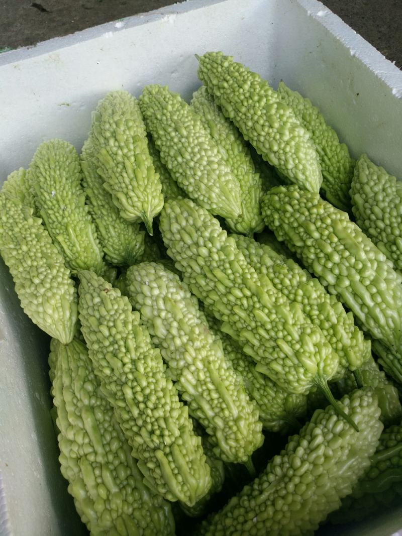 苦瓜白玉苦瓜浏阳特有的精品白玉苦瓜口感清纯