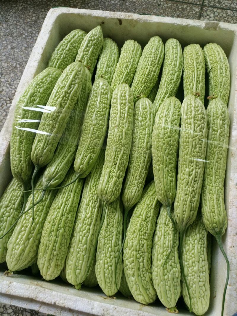 苦瓜白玉苦瓜浏阳特有的精品白玉苦瓜口感清纯