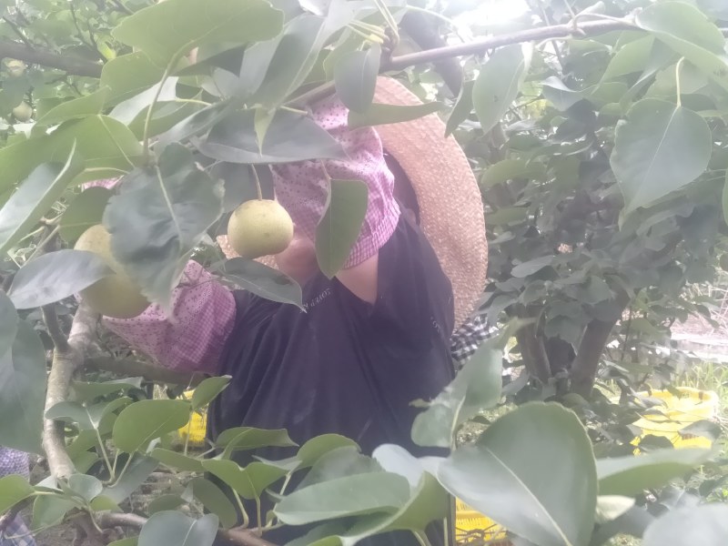 桂花梨甜度上市，糖分充足，口感好化渣好，皮薄肉细