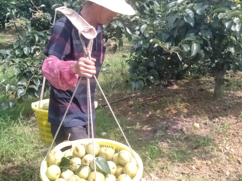 桂花梨甜度上市，糖分充足，口感好化渣好，皮薄肉细