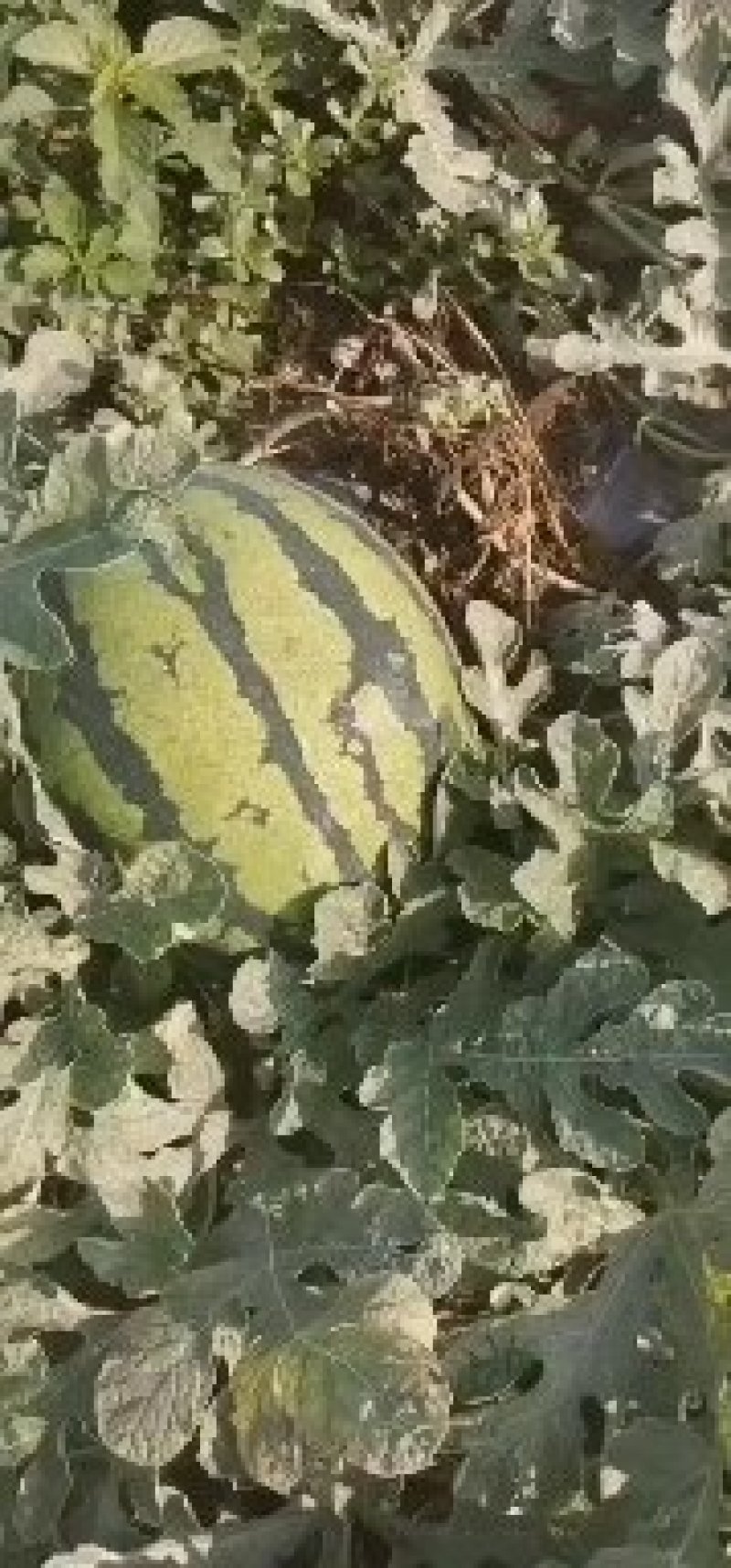 西瓜甜王大棚西瓜，产地直供大红瓤黑籽，糖度高干沙瓤含糖高