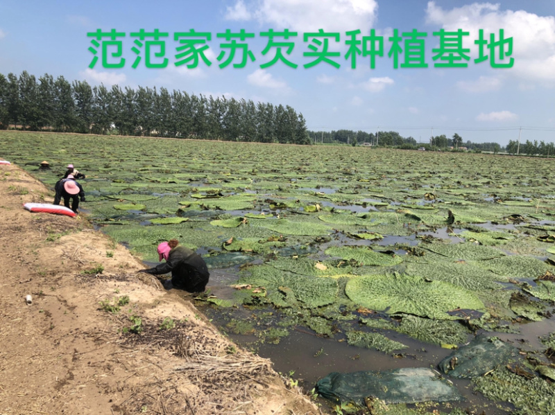 鸡头米