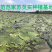 鸡头米