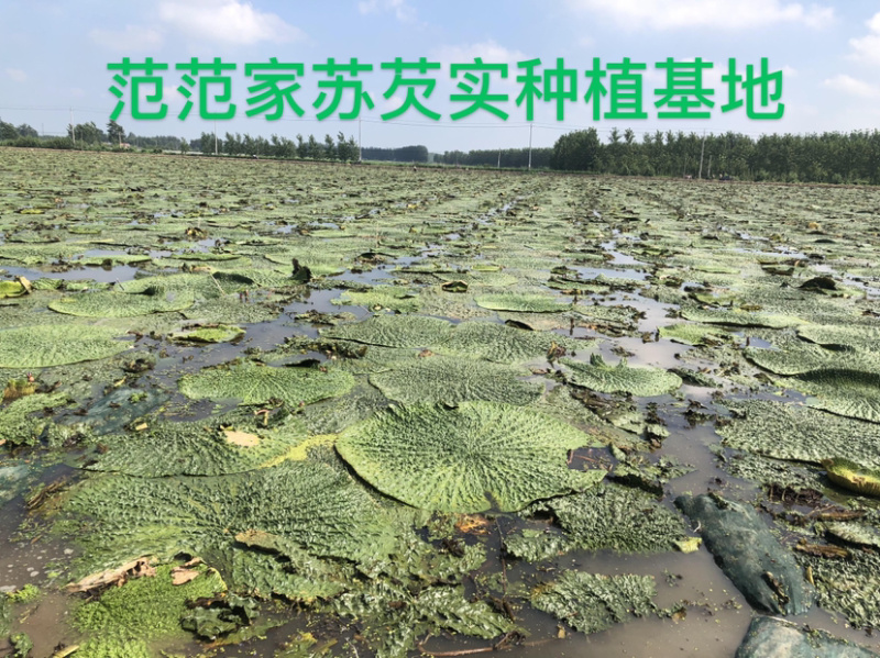 鸡头米