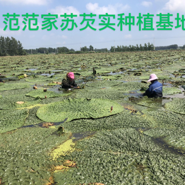 鸡头米