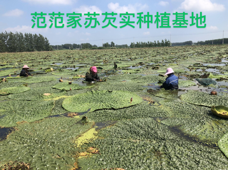 鸡头米