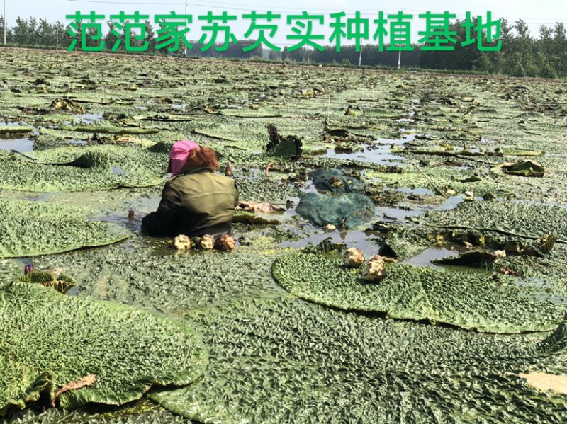 鸡头米