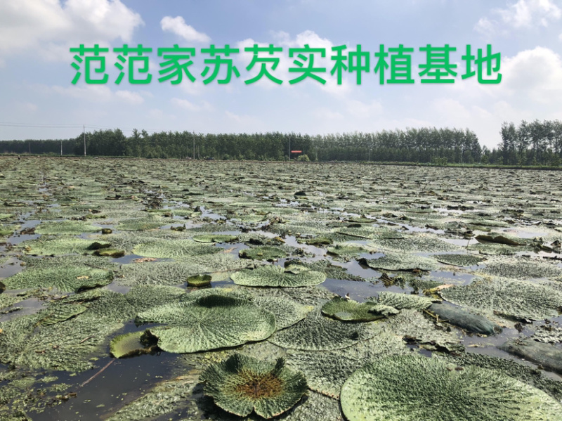 鸡头米