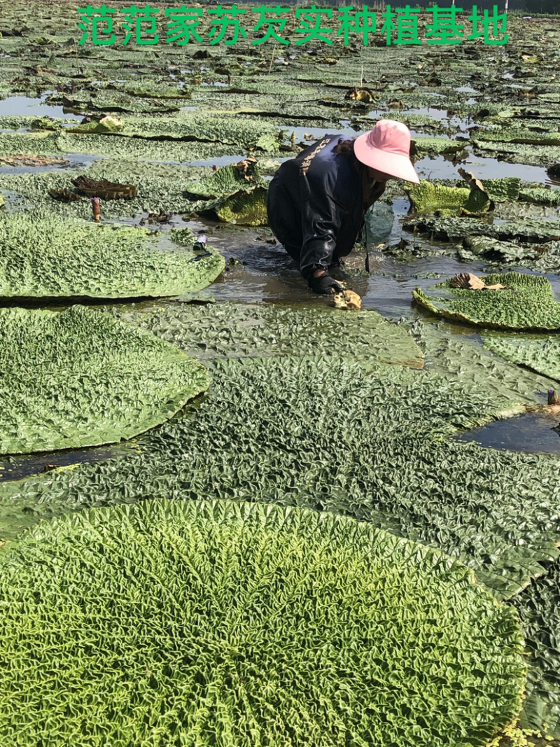 鸡头米
