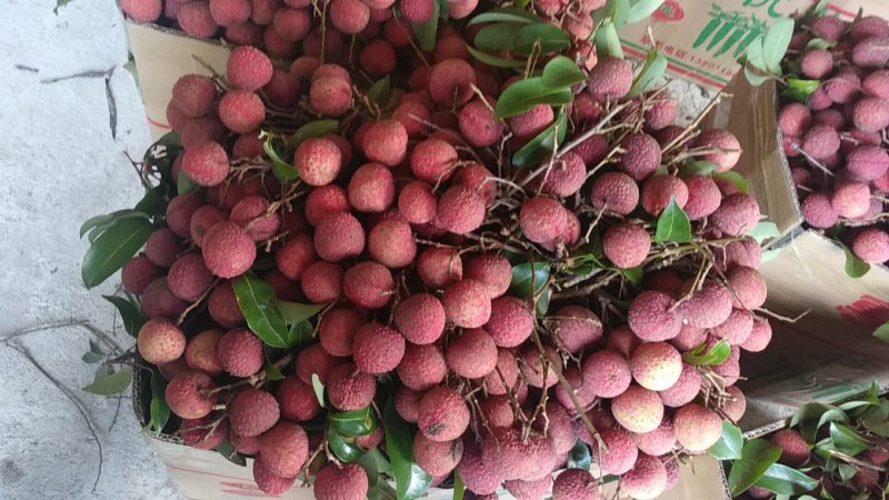 广西桂平荔枝，甜度够，无虫口，色泽鲜艳，个头均匀