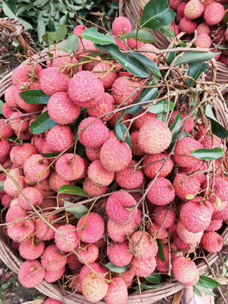 广西桂平荔枝，甜度够，无虫口，色泽鲜艳，个头均匀